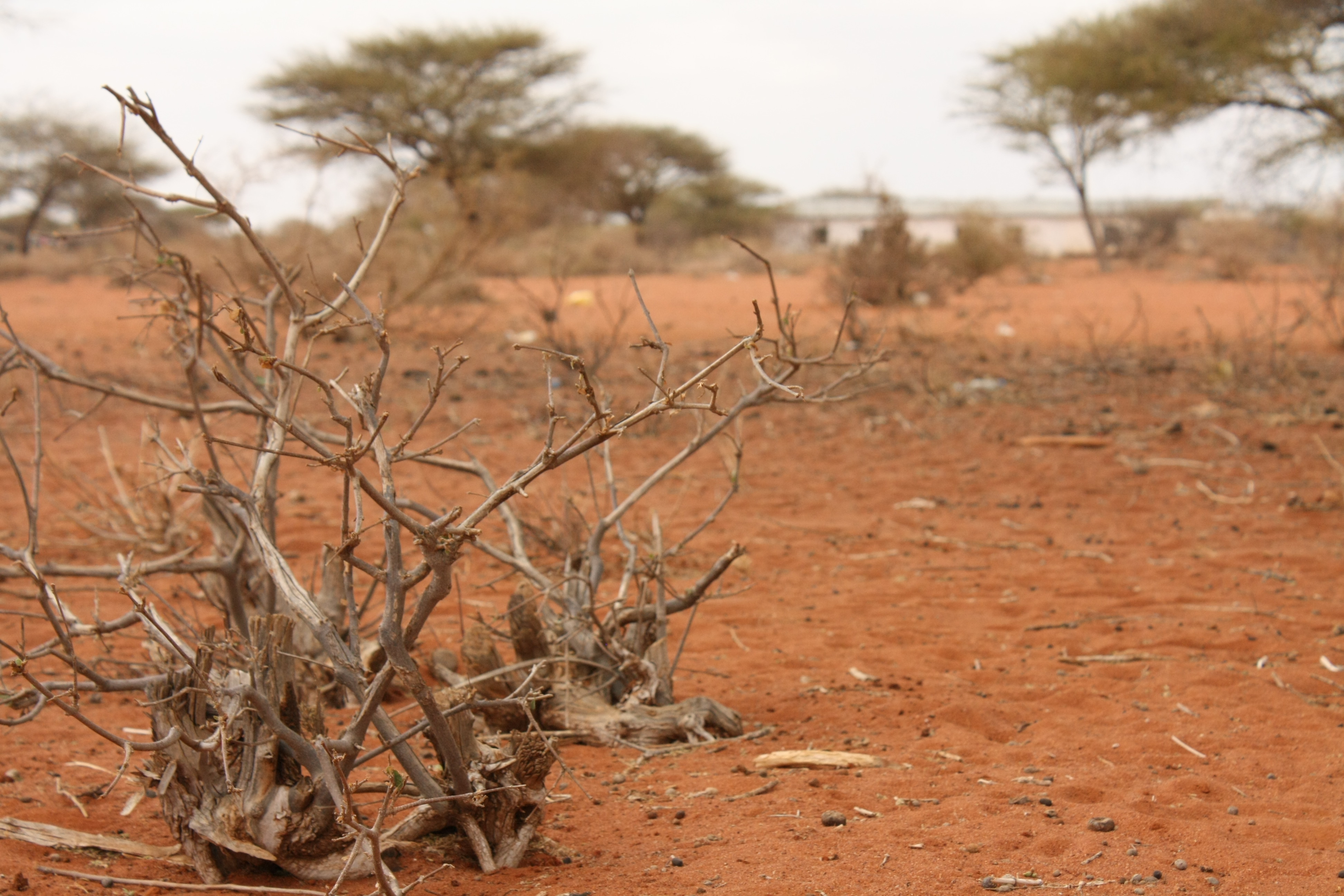 Высохли в следствие засухи. Саванна Африки засуха. Восточная Африка засуха. Засуха в саванне.